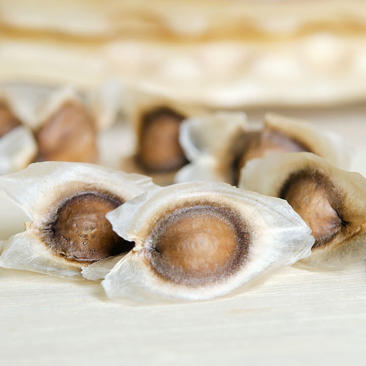 Uganda-Moringa-Seeds