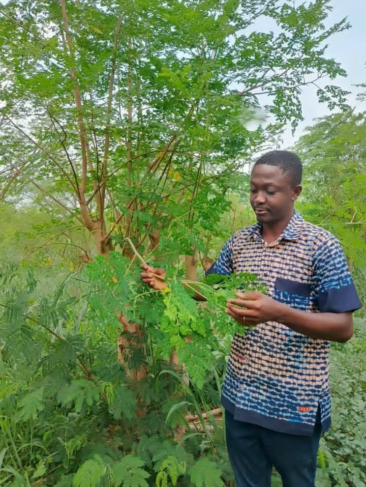 joshua with moringa tree Joshua with moringa tree
